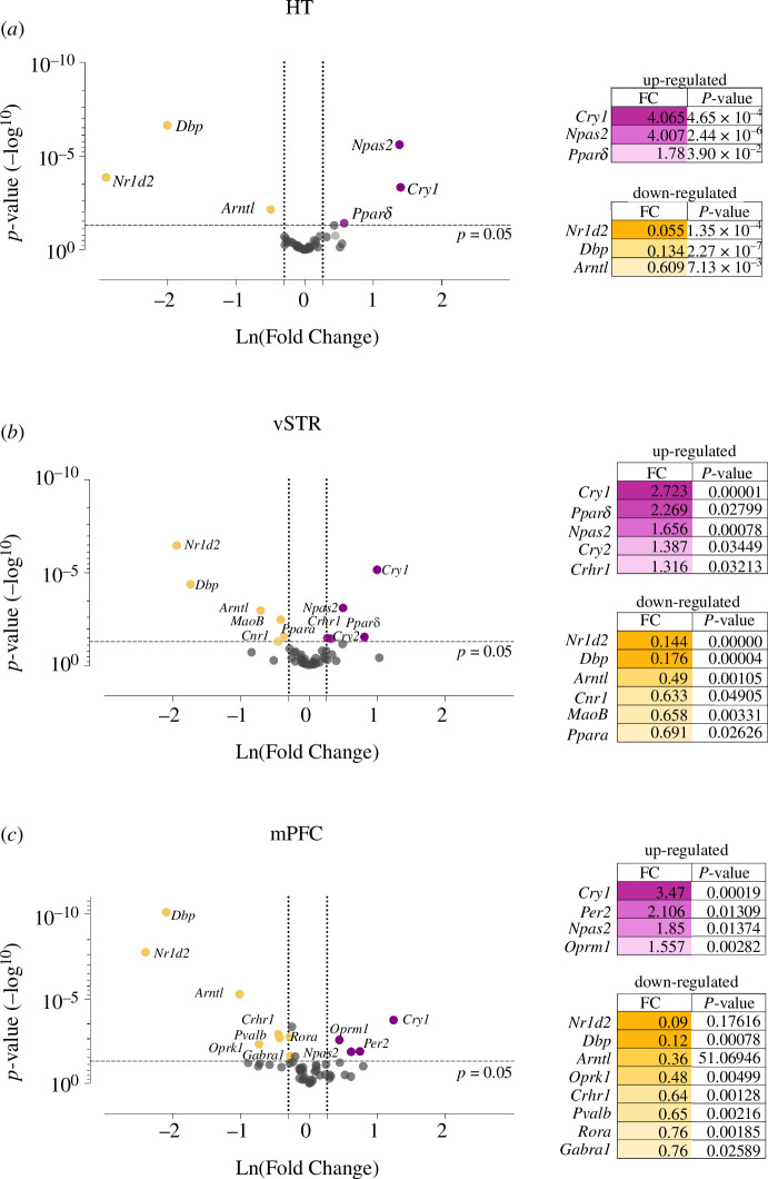 Lack of Bmal1 leads to changes in rhythmicity and impairs motivation towards natural stimuli.