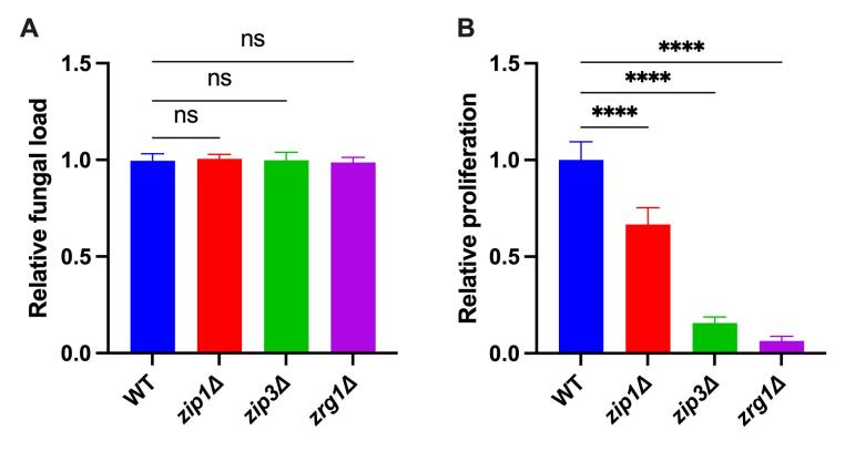 The influence of amoeba metal homeostasis on antifungal activity against Cryptococcus gattii.