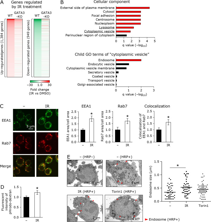 Modulations of the mTORC2-GATA3 axis by an isorhamnetin activated endosomal-lysosomal system of the J774.1 macrophage-like cell line.