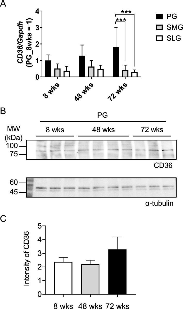 Age-related alteration of the involvement of CD36 for salivary secretion from the parotid gland in mice.
