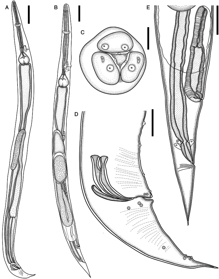 Abstract Image