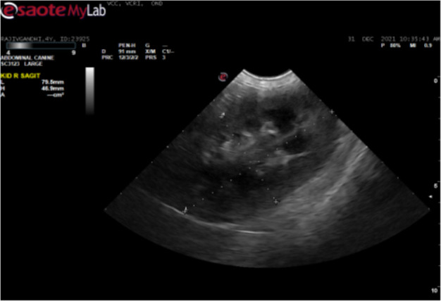 Occurrence of <i>Trypanosoma evansi</i> Infection in Rottweiler Dog from Cauvery Delta Region of Tamil Nadu, India: A Case Report.