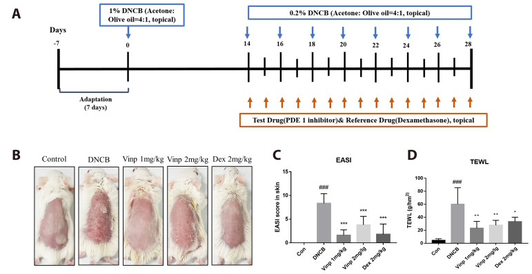 Vinpocetine, a phosphodiesterase 1 inhibitor, mitigates atopic dermatitis-like skin inflammation.