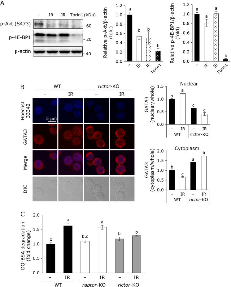 Modulations of the mTORC2-GATA3 axis by an isorhamnetin activated endosomal-lysosomal system of the J774.1 macrophage-like cell line.