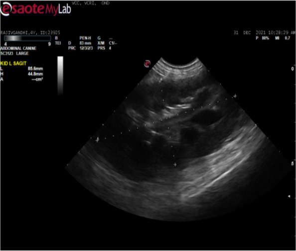 Occurrence of <i>Trypanosoma evansi</i> Infection in Rottweiler Dog from Cauvery Delta Region of Tamil Nadu, India: A Case Report.