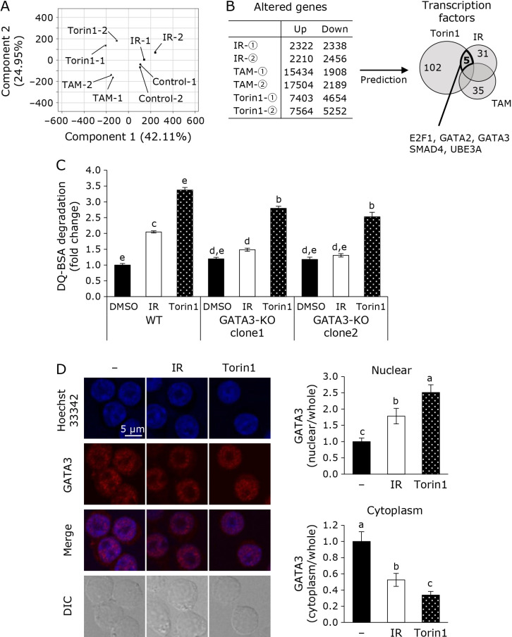 Modulations of the mTORC2-GATA3 axis by an isorhamnetin activated endosomal-lysosomal system of the J774.1 macrophage-like cell line.