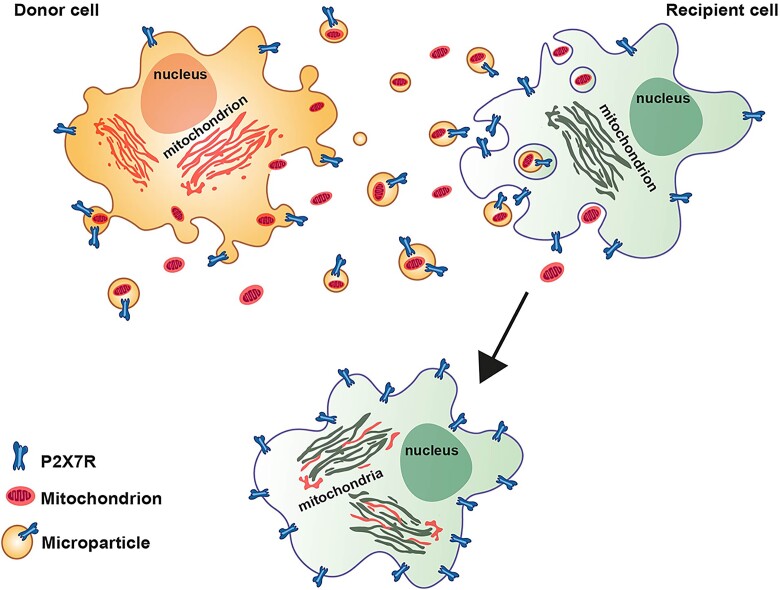 The P2X7 Receptor is a Master Regulator of Microparticle and Mitochondria Exchange in Mouse Microglia.