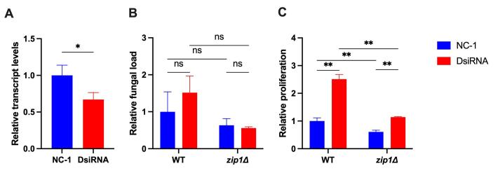 The influence of amoeba metal homeostasis on antifungal activity against Cryptococcus gattii.