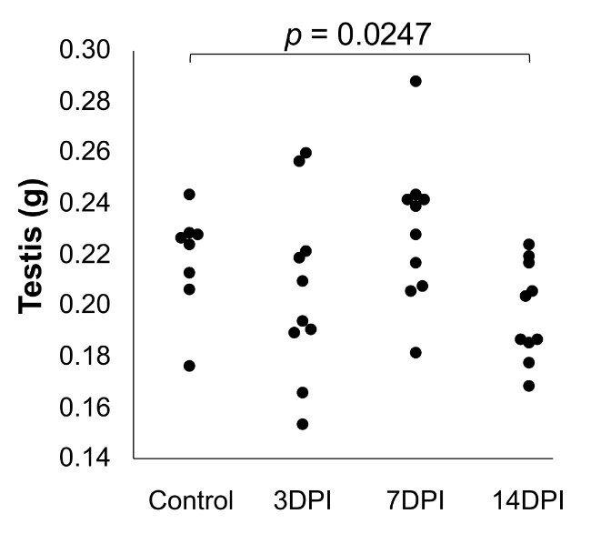 Testicular damage without clinical manifestations in BALB/c mice experimentally infected with Zika virus.