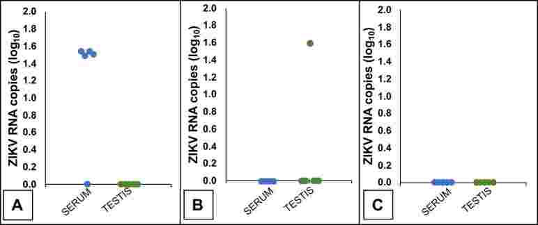 Testicular damage without clinical manifestations in BALB/c mice experimentally infected with Zika virus.