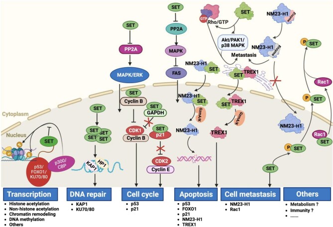 The next decade of SET: from an oncoprotein to beyond.