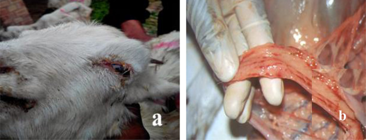 Molecular Characterization of Lineage-IV Peste Des Petits Ruminants Virus and the Development of In-House Indirect Enzyme-Linked Immunosorbent Assay (IELISA) for its Rapid Detection".