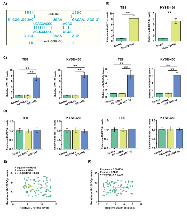 LncRNA U731166 Increases the Accumulation of TGFBR1 by Sponging miR-3607-3p in Esophageal Squamous-Cell Carcinomas (ESCC) to Promote Tumor Metastasis.