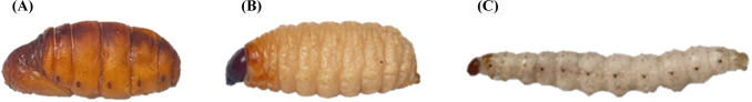 Fatty Acid Profile and Thermal Behavior of Fat-Rich Edible Insect Oils Compared to Commonly Consumed Animal and Plant Oils.