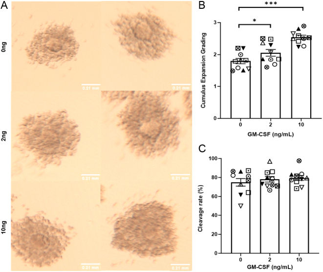 Addition of GM-CSF during in vitro oocyte maturation improves embryo development and implantation and birth rate in mice.