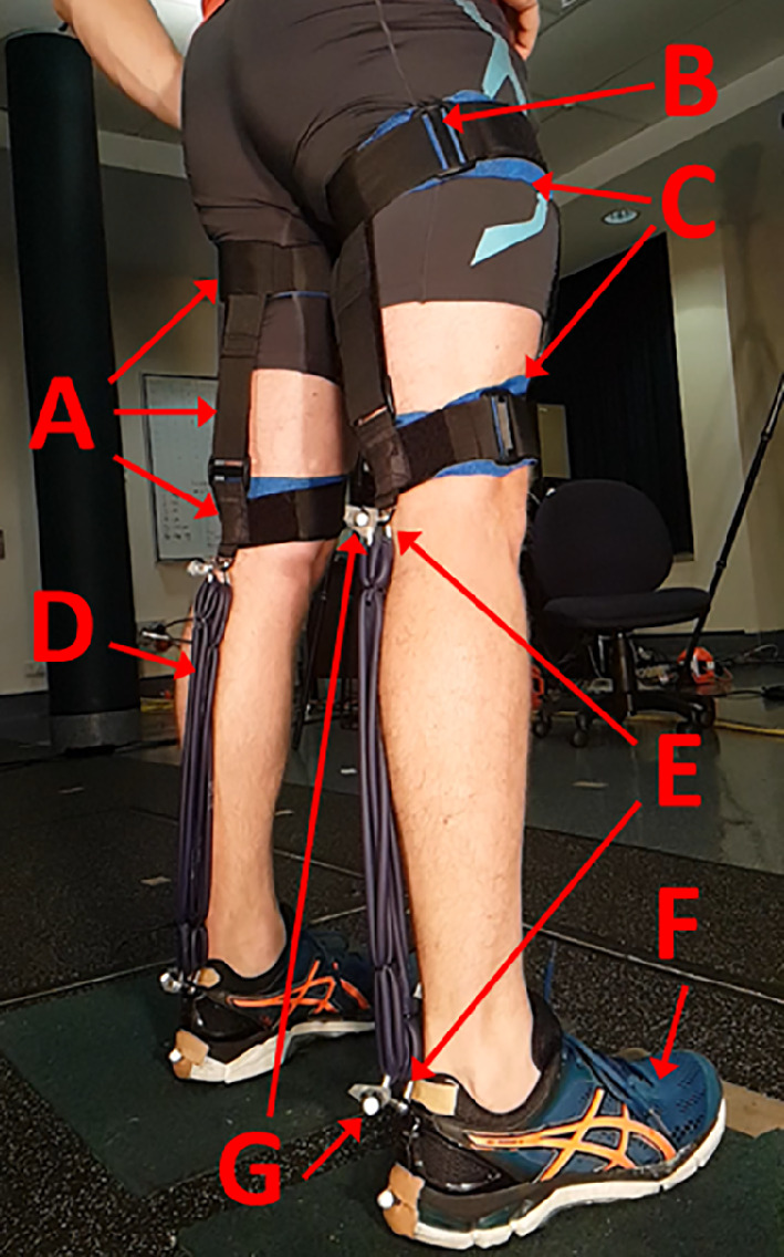 Implementation of a passive bi-articular ankle-knee exoskeleton during maximal squat jumping.