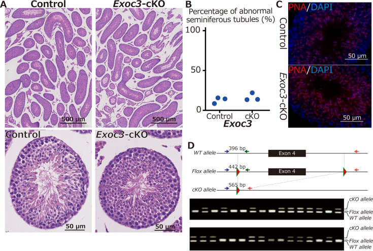 Deletion of Exoc7, but not Exoc3, in male germ cells causes severe spermatogenesis failure with spermatocyte aggregation in mice.