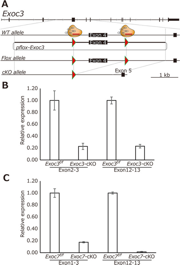 Deletion of Exoc7, but not Exoc3, in male germ cells causes severe spermatogenesis failure with spermatocyte aggregation in mice.