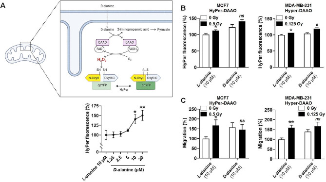 Subclinical dose irradiation triggers human breast cancer migration via mitochondrial reactive oxygen species.