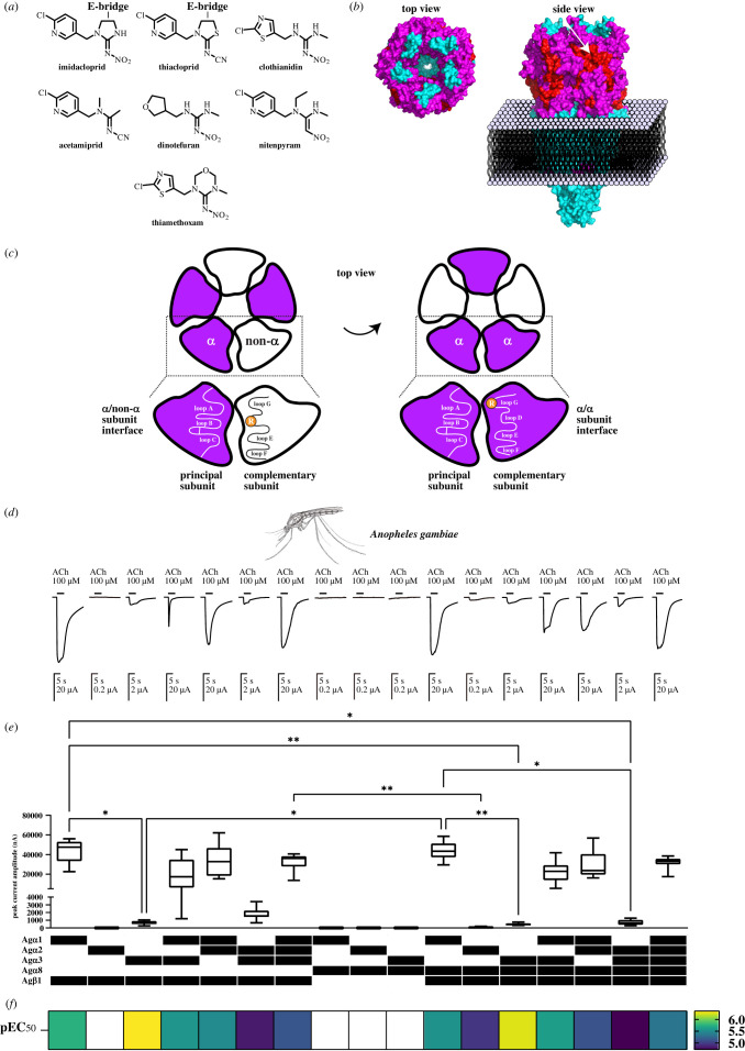 Unravelling nicotinic receptor and ligand features underlying neonicotinoid knockdown actions on the malaria vector mosquito <i>Anopheles gambiae</i>.
