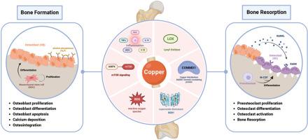 The impact of copper on bone metabolism