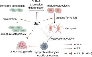 Roles of Sp7 in osteoblasts for the proliferation, differentiation, and osteocyte process formation