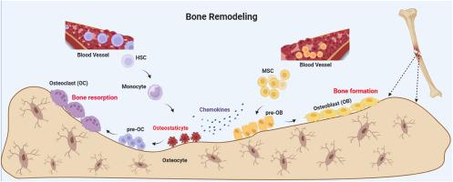 Osteostaticytes: A novel osteoclast subset couples bone resorption and bone formation