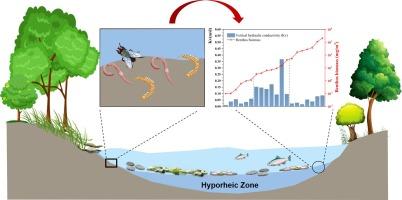 Effect of the spatial distribution of macroinvertebrates in the benthic and hyporheic zones on the vertical hydraulic conductivity of the streambed