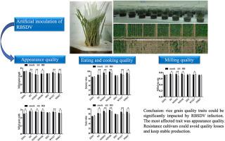 Rice grain quality traits impacted by rice black-streaked dwarf virus disease