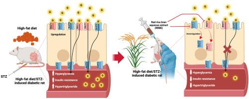 Red rice bran aqueous extract ameliorate diabetic status by inhibiting intestinal glucose transport in high fat diet/STZ-induced diabetic rats