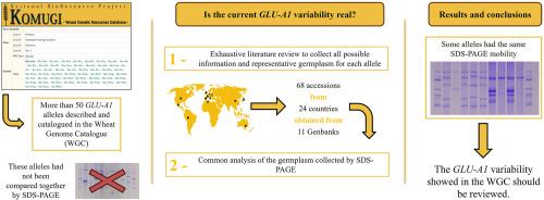 Development of a germplasm master set covering variability of high molecular weight glutenin subunits for the GLU-A1 locus in Triticum sp.