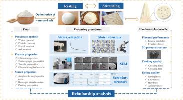 Unveiling the quality formation mechanism of hand-stretched dried noodle based on typical flour and processing technology