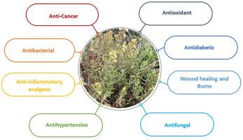 A comprehensive review on ethnomedicinal uses, phytochemistry, toxicology, and pharmacological activities of Dittrichia viscosa (L.) Greuter