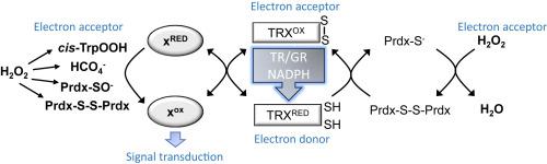 How are hydrogen peroxide messages relayed to affect cell signalling?