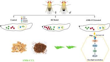 Atractylodes macrocephala Koidz. and Cuscuta chinensis Lam. extract relieves insulin resistance via PI3K/Akt signalling in diabetic Drosophila