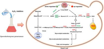 Integrated lipidomic and transcriptomic analyses provide insights into the positive effect of hydrogen peroxide treatment on lipid synthesis in oleaginous red yeast Sporobolomyces pararoseus