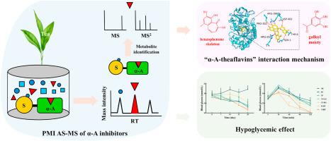 High-throughput screening, “protein–metabolite” interaction, and hypoglycemic effect investigations of α-amylase inhibitors in teas using an affinity selection-mass spectrometry method