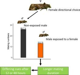 Interaction between females and males grapevine moth Lobesia botrana modifies further mating preference