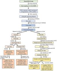 Transcriptomics of developing grains reveals putative candidate genes for grain zinc and iron in bread wheat cultivar Zincol-2016