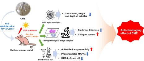 Upcycled canola meal extract mitigates UVB-induced skin wrinkling by regulating photoaging-related biomarkers in hairless mice