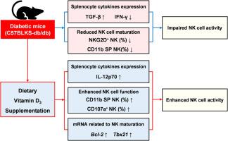 Dietary vitamin D3 supplementation enhances splenic NK cell activity in healthy and diabetic male mice