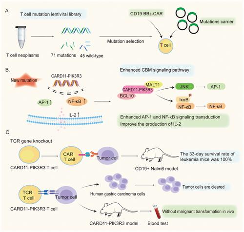 Engineered CARD11–PIK3R3 T-cell therapies as weapons of cancer mass destruction