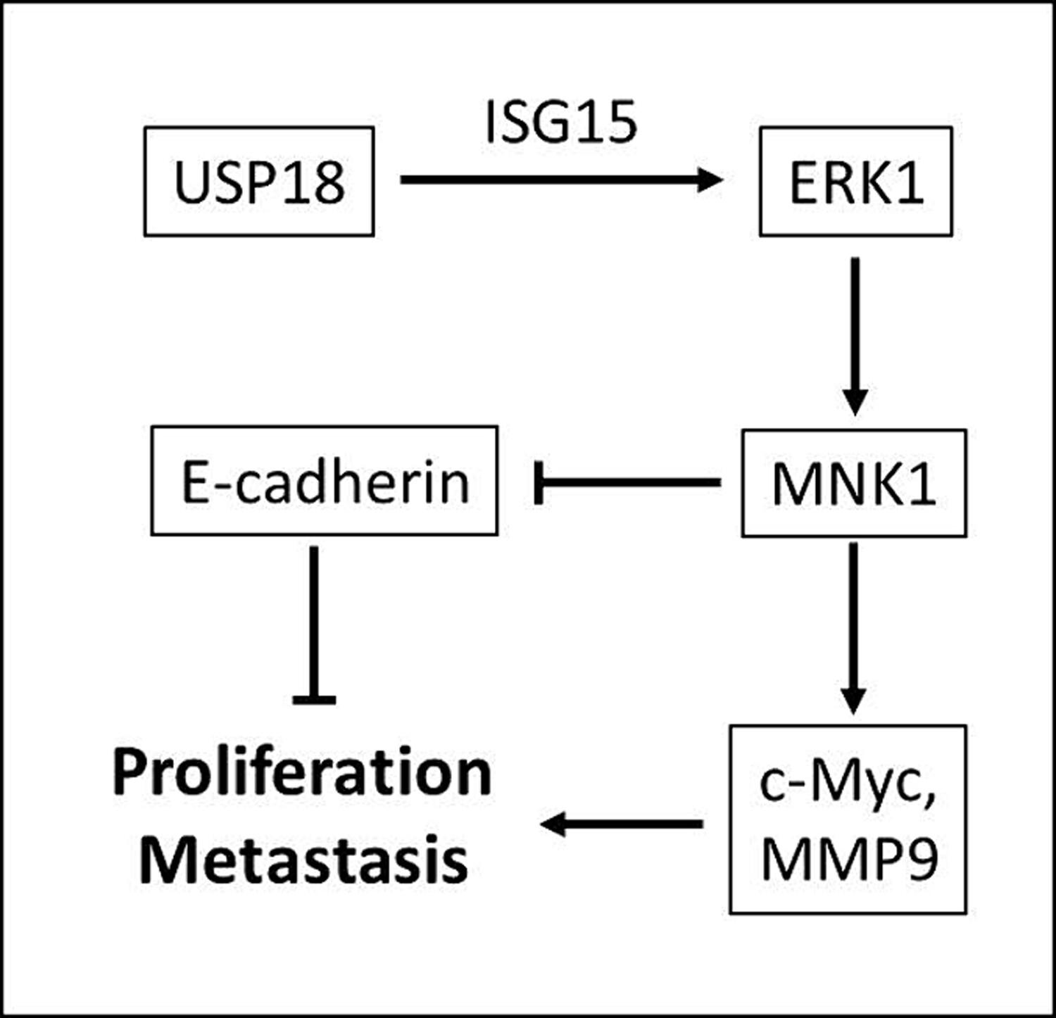 USP18 promotes colon adenocarcinoma progression via targeting the ERK-MNK signaling pathway