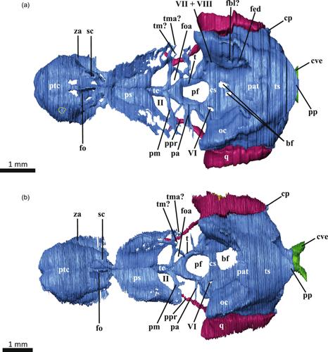 Chondrocranial anatomy of Testudo hermanni (Testudinidae, Testudines) with a comparison to other turtles