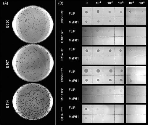 Determinants in the phage life cycle: The dynamic nature of ssDNA phage FLiP and host interactions under varying environmental conditions and growth phases