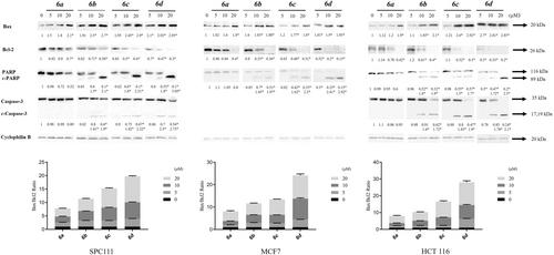 Preliminary evaluation of antiproliferative and apoptotic activities of novel indolin-2-one derivatives