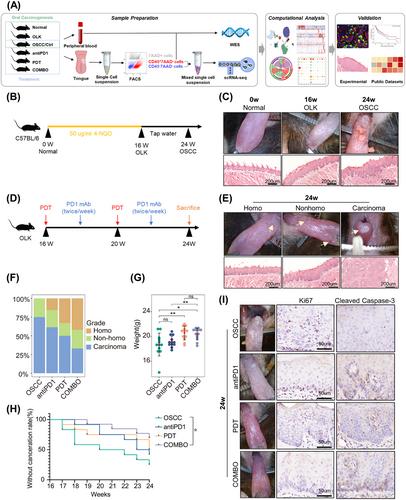 Single-cell transcriptome dissecting the microenvironment remodeled by PD1 blockade combined with photodynamic therapy in a mouse model of oral carcinogenesis