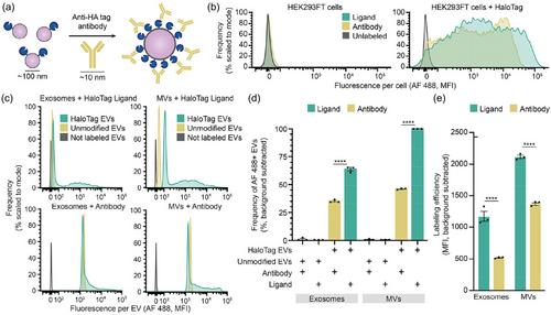 HaloTag display enables quantitative single-particle characterisation and functionalisation of engineered extracellular vesicles