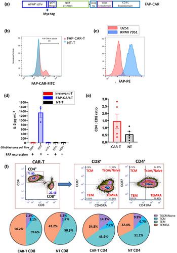 Endogenous bystander killing mechanisms enhance the activity of novel FAP-specific CAR-T cells against glioblastoma