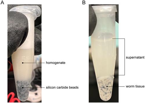 Orsay Virus Infection in Caenorhabditis elegans